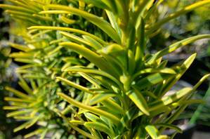 Marion Nursery Catalog Taxus Baccata Standishii